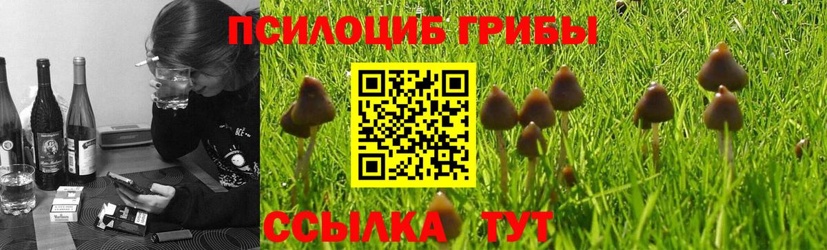 Псилоцибиновые грибы Psilocybe Новоалександровск