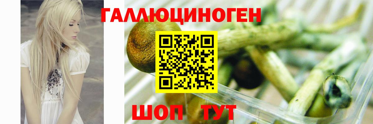 Псилоцибиновые грибы GOLDEN TEACHER  Галлюциногенные грибы Psilocybine cubensis  Новоалександровск  Вход с VPN 